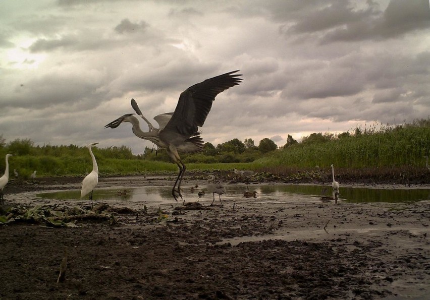 Zwierzęta uchwycone fotopułapką. Zobacz fotografie mieszkańców podlaskich lasów [ZDJĘCIA]