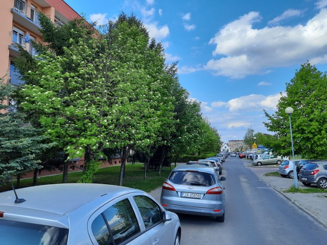 Kilkadziesiąt drzew przy Szymanowskiego i Krótkiej w Żarach ma zostać wyciętych.