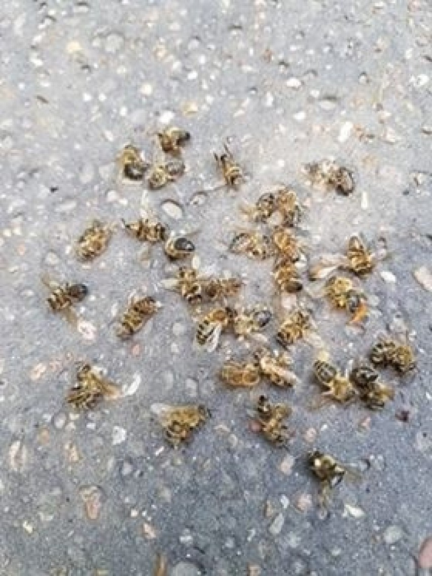 Martwe pszczoły i trzmiele w Parku Śląskim, tuż przy bramie zoo. Skąd tyle martwych owadów? Tego nie wiadomo...