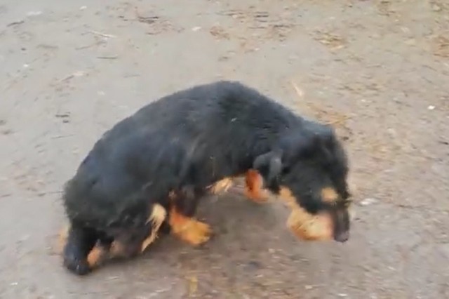 Na psa natknęli się inspektorzy OTOZ Animals. Trafił do weterynarza, który stwierdził w jego ciele dwa naboje: w udzie i kręgu lędźwiowym trzecim. Weterynarz nie potrafił mu pomóc, pies wymagał specjalisty.