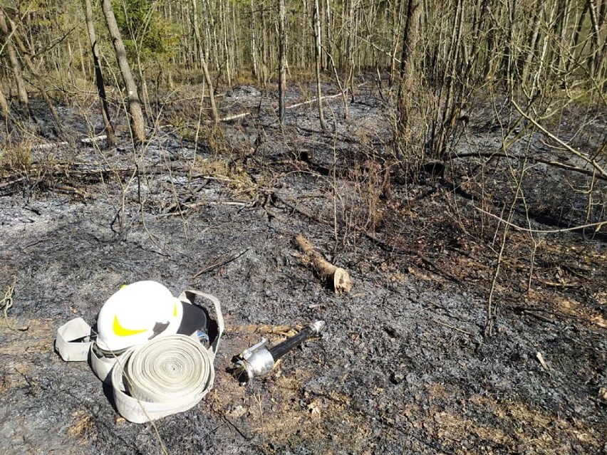 Strażacy z Radomska i powiatu gasili dwa pożary lasu. Paliło się w Katarzynowie i Myśliwczowie [ZDJĘCIA]