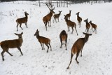 Zagroda jeleni na warszawskiej Białołęce. Niecodzienna atrakcja 25 minut od centrum stolicy