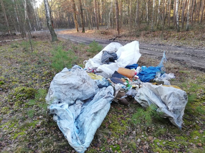 Sława. Co roku do lasów trafia mnóstwo śmieci. Koszt ich uprzątnięcia w przypadku Nadleśnictwa Sława Śląska to 80 tys. zł [ZDJĘCIA]