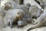 Osiemnaścioro młodych przyszło na świat w rodzinie mangust pręgowanych w Zoo Görlitz!
