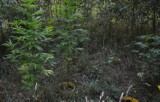 Hodowali marihuanę w lesie pomiędzy Ujazdem a Sulmierzycami. 20-latkom grozi do 3 lat więzienia [ZDJĘCIA]