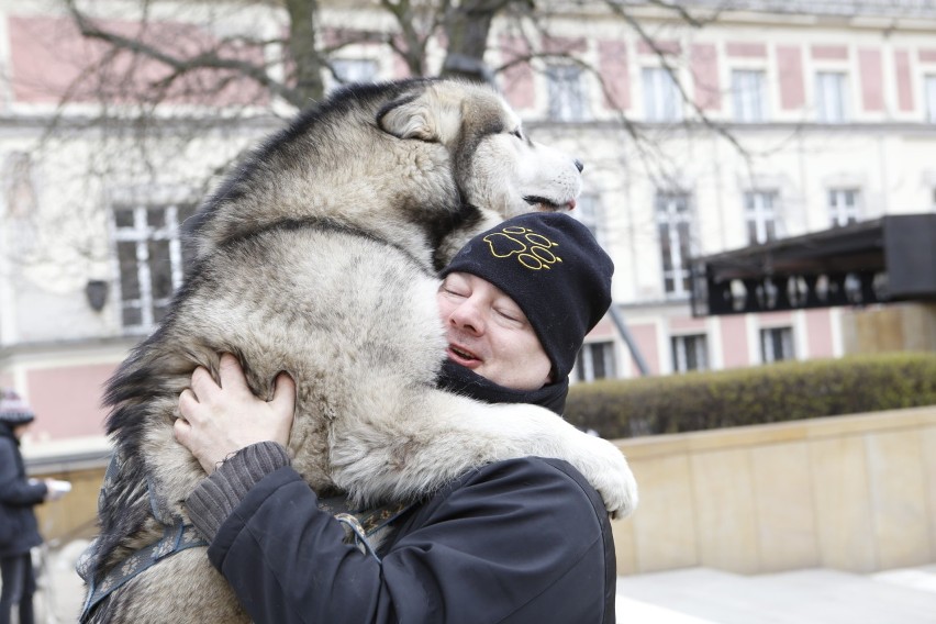 Mieszkańcy Warszawy zawyli dla wilków. To część akcji WWF...