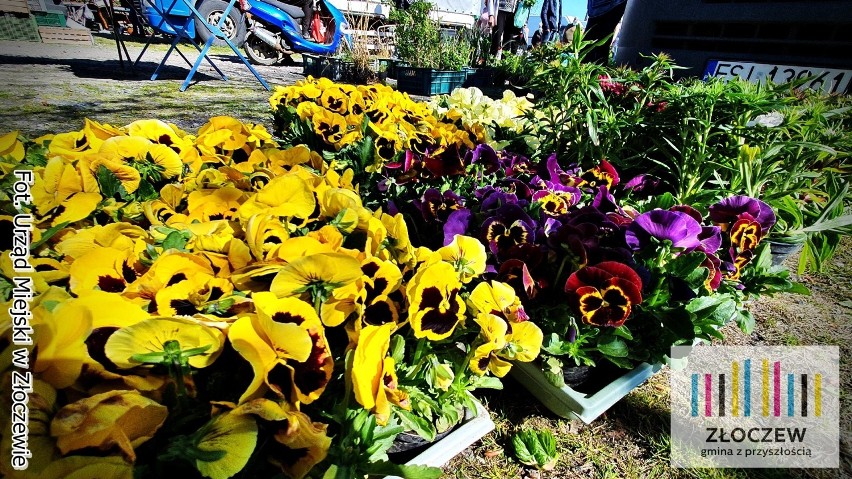 Wiosenny kiermasz roślin odbędzie się w Złoczewie. Zobacz jak już jest kolorowo na miejskim targowisku (fot)