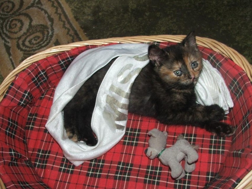 Moja kotka ma na imię Orysia, ma teraz 2 lata, a zdjęcie...