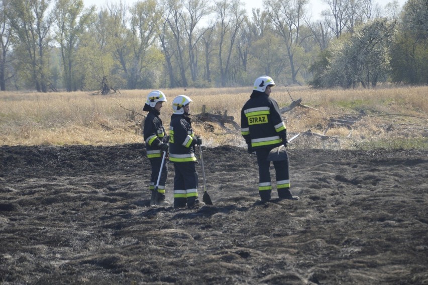 Głogów: Pożar na Ostrowie Tumskim. W akcji strażacki samolot. ZDJĘCIA