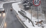 Jadąc w Bieszczady trzeba być zimą przygotowanym na różne sytuacje. Na drogach i w górach [ZDJĘCIA]