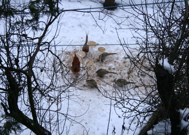 Cztery samice bażancie pod nadzorem mojego koguta w ok&oacute;lniku przydomowego kiurnika.