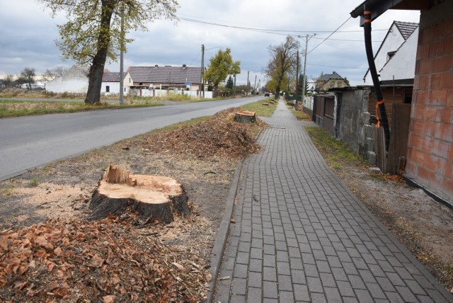 Przebudowa drogi powiatowej wiąże się z wycinką ok. 100 drzew