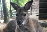 Z ogrodu zoologicznego w Ostrawie przy polskiej granicy uciekł kangur. Trwają poszukiwania zwierzaka