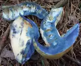 Piaskowiec modrzak to grzyb, który staje się niebieski. Kolor odstrasza, ale czy jest jadalny? Sprawdź, gdzie rośnie