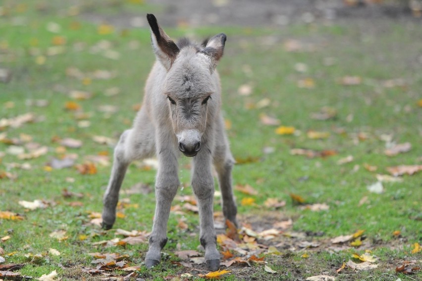 Osiołki ze Starego Zoo doczekały się potomstwa [ZDJĘCIA]