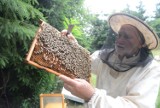Dzień pszczół w Lubinie już 12 sierpnia. Ile wiesz o tych owadach?
