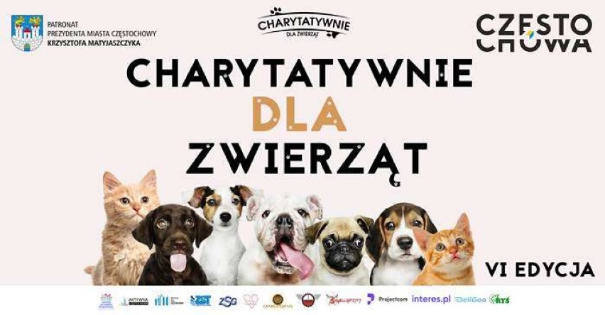 "Charytatywnie dla zwierząt" w Częstochowie. Dzisiaj rusza akcja, jak można wziąć w niej udział?