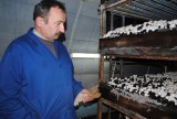 Pieczarkarnia w Zarzewku: Pracownice idą do sądu