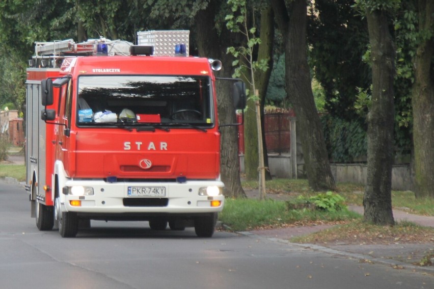 Strażacy 185 razy walczyli z owadami błonkoskrzydłymi [ZDJĘCIA]   