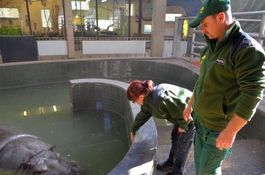 Nie żyje hipopotam Hipolit z chorzowskiego zoo - najstarszy hipopotam nilowy w Europie