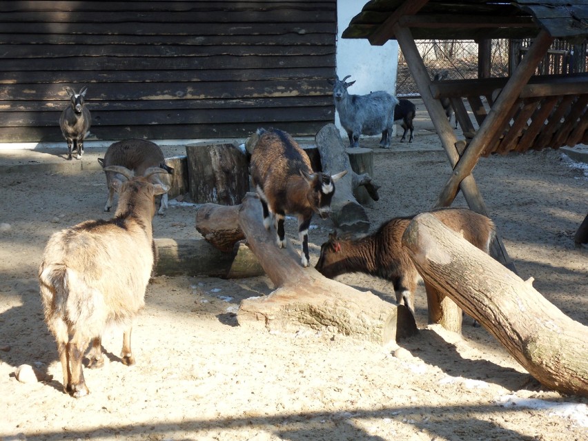 Zwierzaki z mini zoo nie stronią od zabaw na zewnątrz