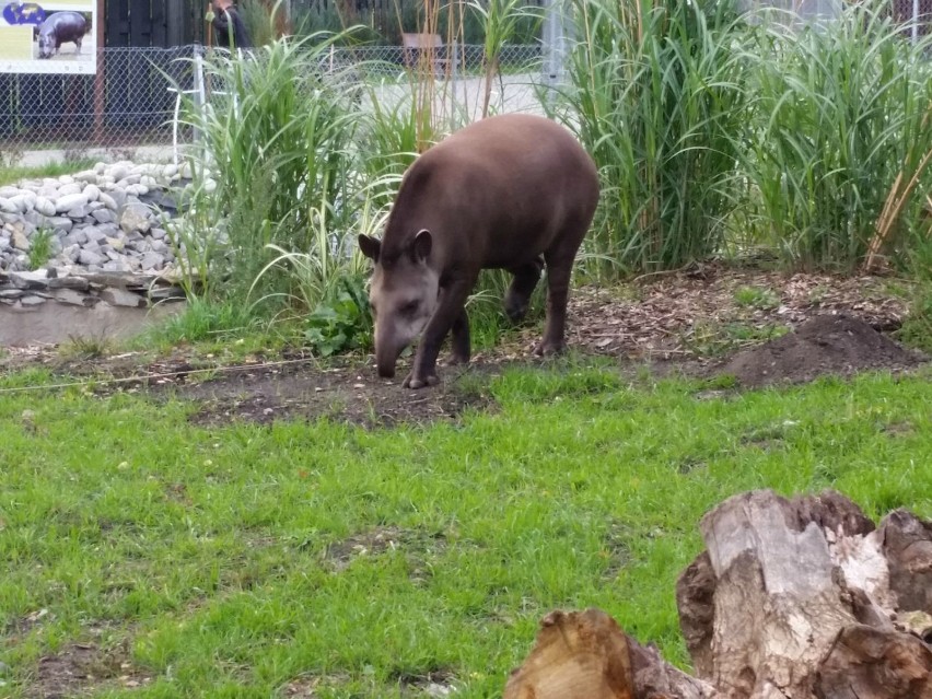 Zamojskie zoo ma kolejnego lokatora. To sympatyczny tapir