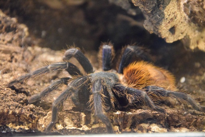 Wystawa pająków i skorpionów w Lewinie Brzeskim.
