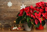 Modne kwiaty doniczkowe na Boże Narodzenie. Ozdobne poisencje w świątecznej oprawie. Jak wyeksponować grudnik na Boże Narodzenie?