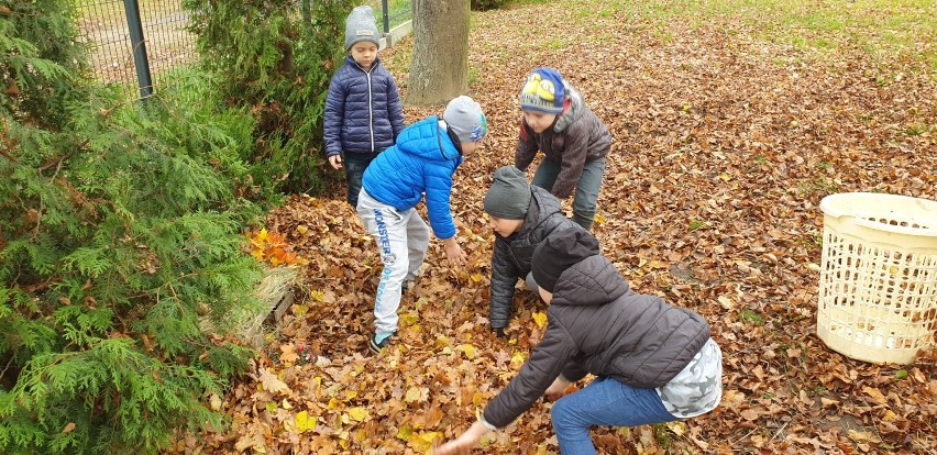 W Szprotawie budują domki dla jeży!