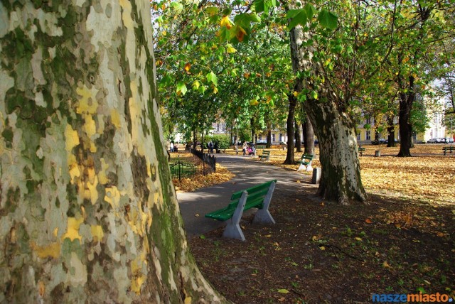 Park na Placu Kościuszki w Lesznie wkrótce nieco zmieni swoje oblicze. Planuje się tam wycinkę aż dziesięciu drzew.