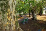 Park na Placu Kościuszki w Lesznie: Szykuje się wycinka [ZDJĘCIA]