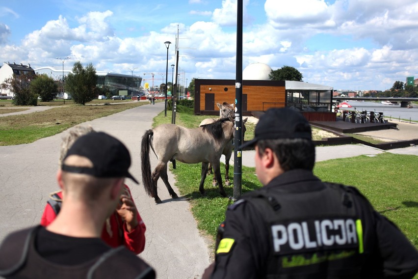 Konie biegały ulicami Krakowa. KTOZ: To niebezpieczne [ZDJĘCIA]