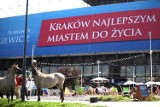 Konie biegały ulicami Krakowa. KTOZ: To niebezpieczne [ZDJĘCIA]