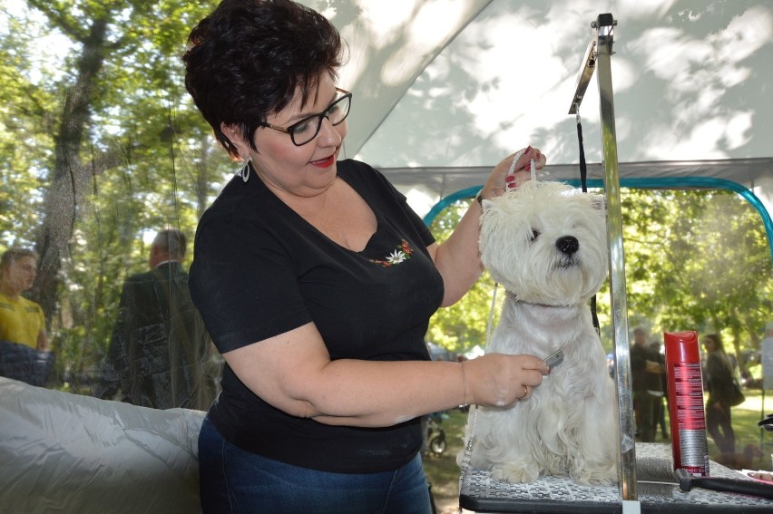 Ponad 200 psów na ringu Krajowej Wystawy Psów Myśliwskich w Iłowej