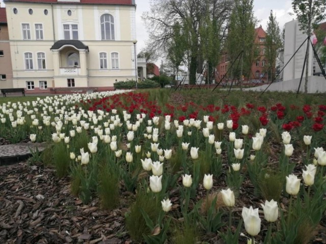 W Wągrowcu nie brakuje miejsc obsadzonych roślinami