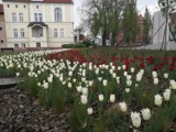 Wągrowiec zostanie obsadzony roślinami od mieszkańców. Nowa akcja MPWiK 