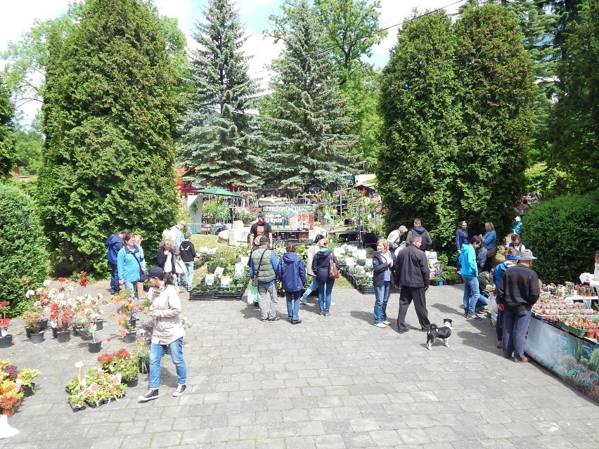 W sobotę 30 maja rozpoczęły się dwudniowe XXIV Targi rolnicze w Gliśnie pod Lubniewicami [zdjęcia]
