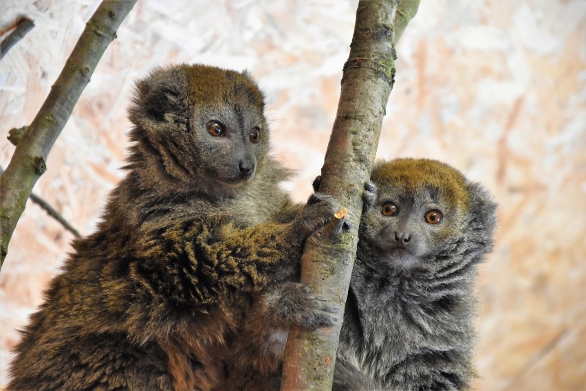 Para lemurów alaotrańskich to nowi mieszkańcy opolskiego...