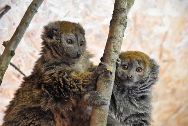 Para lemurów alaotrańskich to nowi mieszkańcy opolskiego zoo.