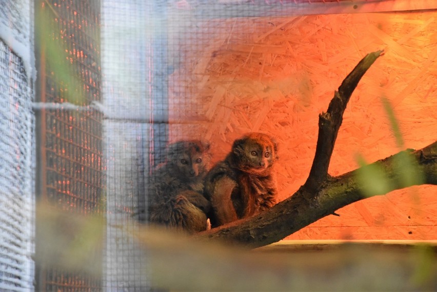 Para lemurów alaotrańskich to nowi mieszkańcy opolskiego...