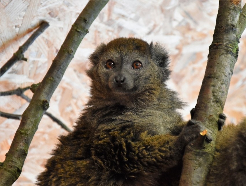 Para lemurów alaotrańskich to nowi mieszkańcy opolskiego...