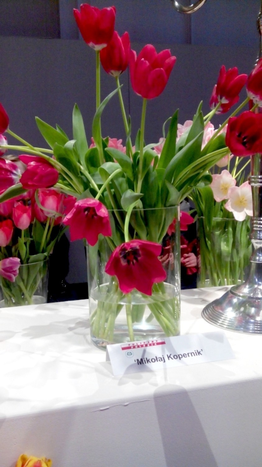 Wystawa tulipanów w Wilanowie. Tłumy przyszły oglądać kwiaty...