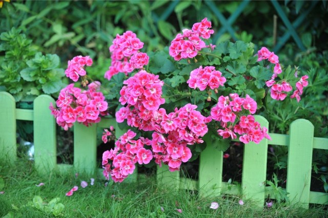Pelargonie można sadzić nie tylko na balkonach, ale też w ogrodach. Tych kwiatów można mieć dużo i tanio  – wystarczy je posiać lub zrobić sadzonki