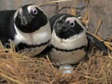 W gdańskim ZOO na świat przyszło 15 pingwinów! W sumie jest ich już ponad 80 