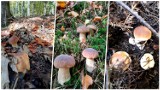 Lasy pełne grzybów i grzybobranie trwa w najlepsze. Zobacz zdjęcia naszych Czytelników
