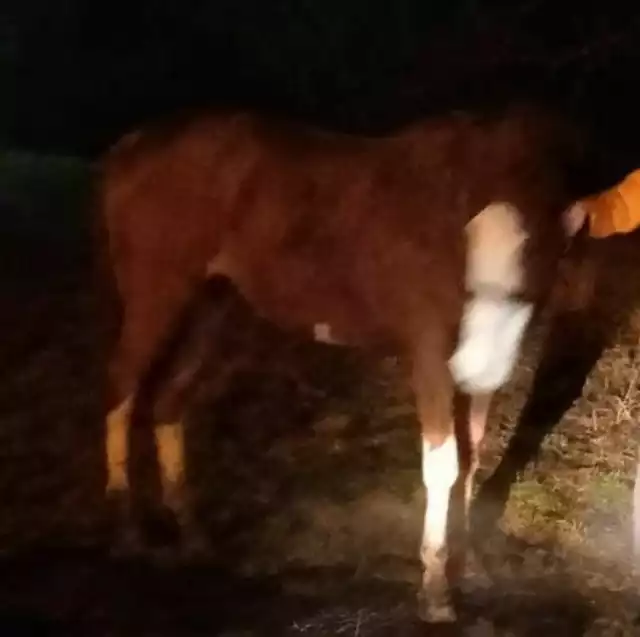 Świadek zdarzenia uratował konia skradzionego przez 19-latka z Wejherowa