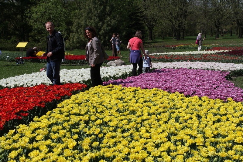 50 tys. tulipanów w łódzkim Ogrodzie Botanicznym (ZDJĘCIA)