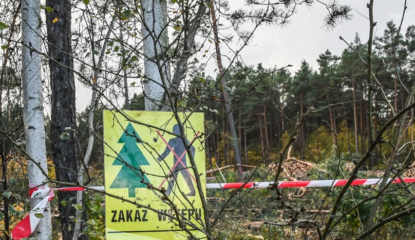 Nadleśnictwo Durowo informuje o wycince drzew w okolicy Wągrowca. Będzie obowiązywał czasowy zakaz wstępu do lasu 