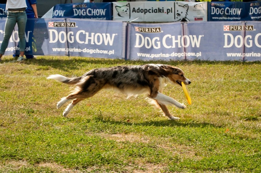 Dog Chow 2015 w Warszawie