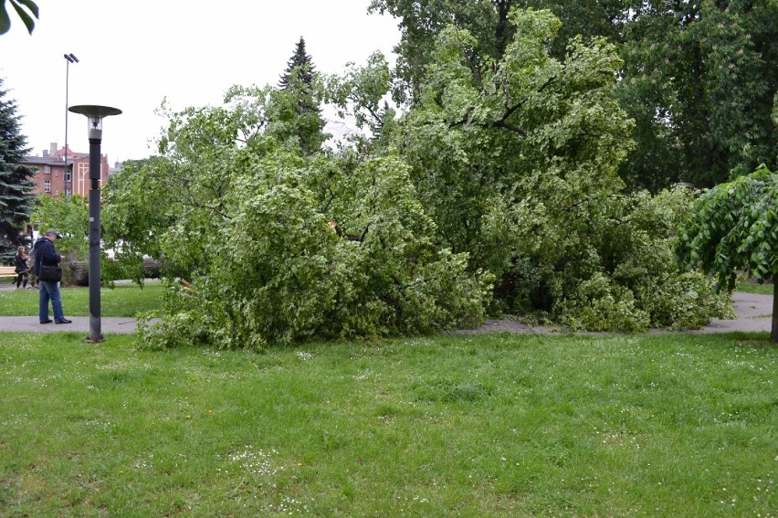 Drzewo przewróciło się w Gliwicach